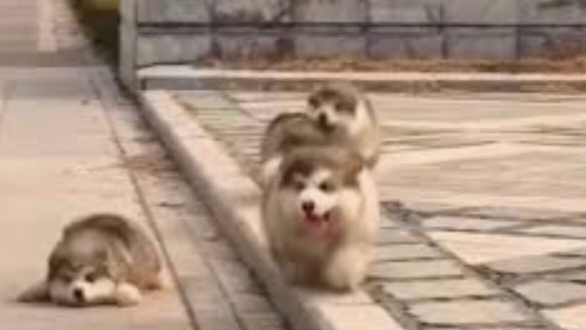 まるでわたあめ！？モフモフすぎるアラスカンマラミュートの子犬たち！「癒し系」