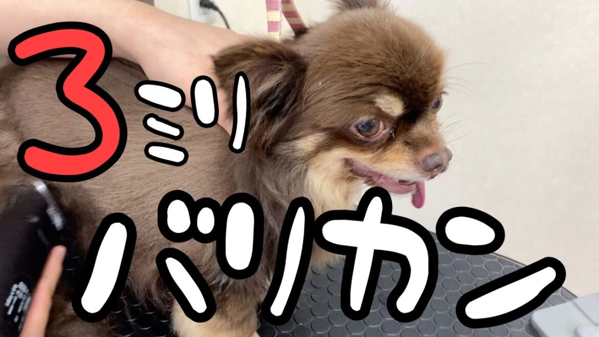 チワワのバリカンカット［兵庫ペット医療センター 尼崎本院］Happy dog glooming