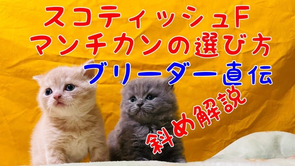 【スコティッシュフォールドとマンチカンの選び方】ブリーダー経験からこんな選び方はどうですか？と言うお話。