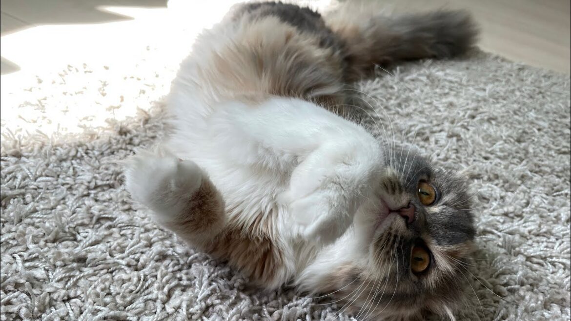 癒し度100%!子猫の日向ぼっこ【アメリカンカール】 癒し度100%!子猫の日向ぼっこ【アメリカンカール】