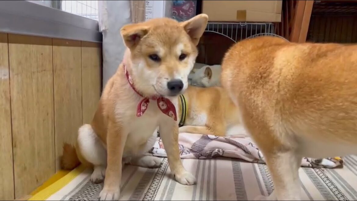 子犬が初めてのストーブ(ファンヒーター)を見たらこうなりましたw