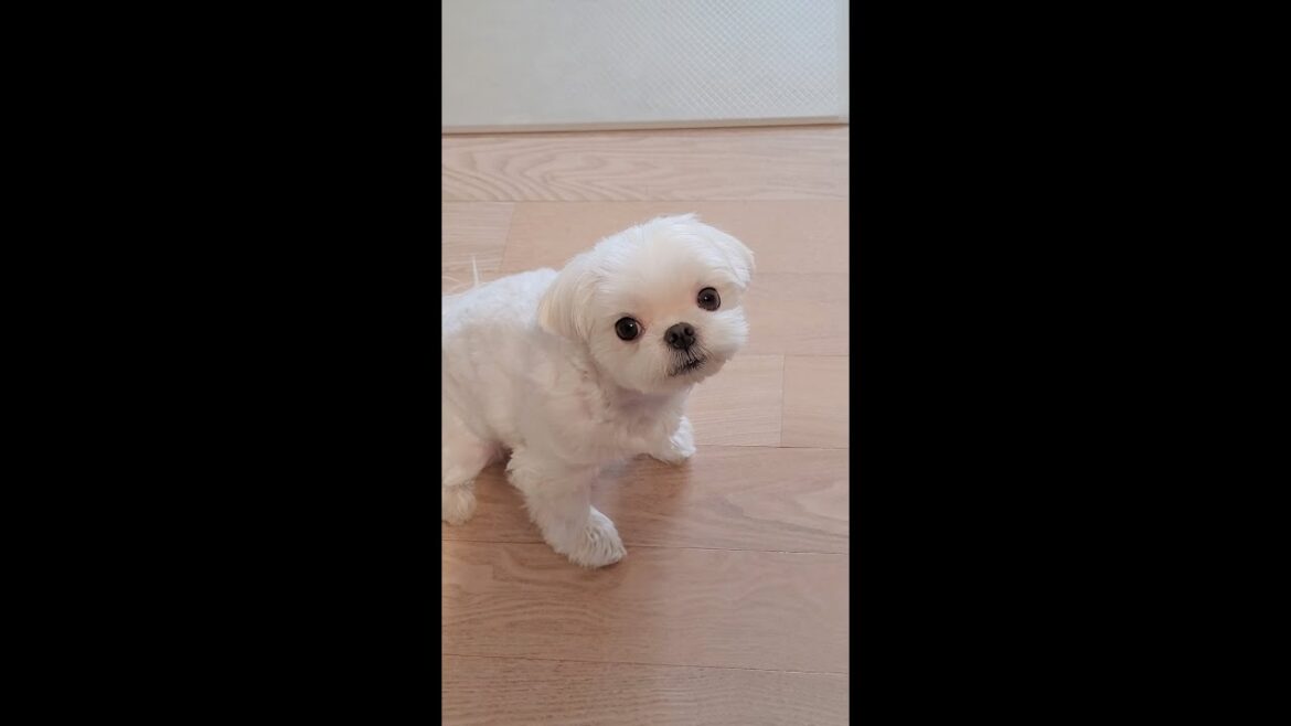 밥먹는데 부담스럽게 쳐다보던 강아지가 하는 말