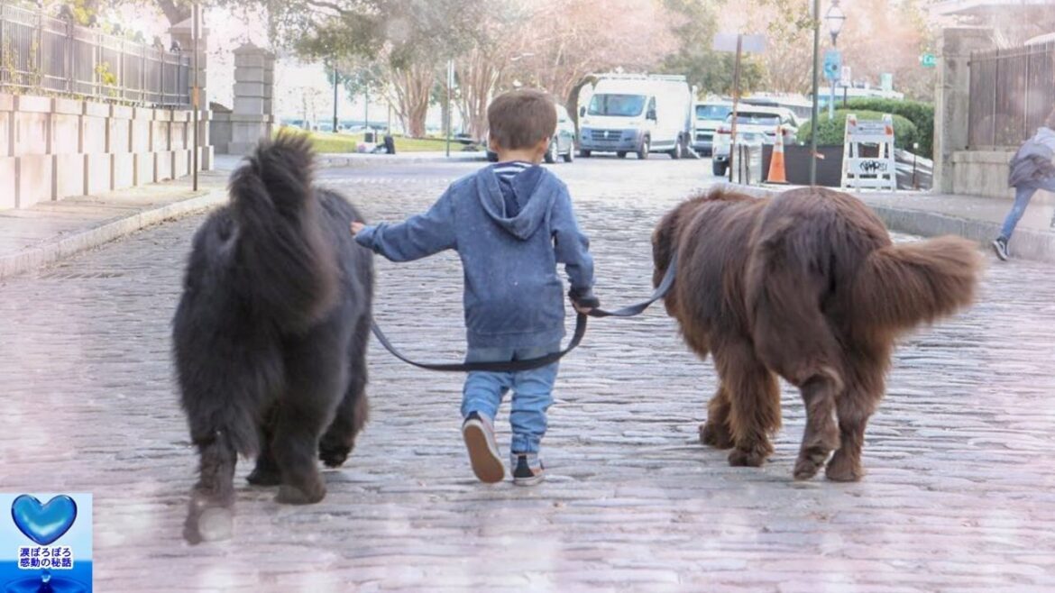 子どもたちと一緒に成長した超大型犬。仲睦まじい姿に心温まる【感動】