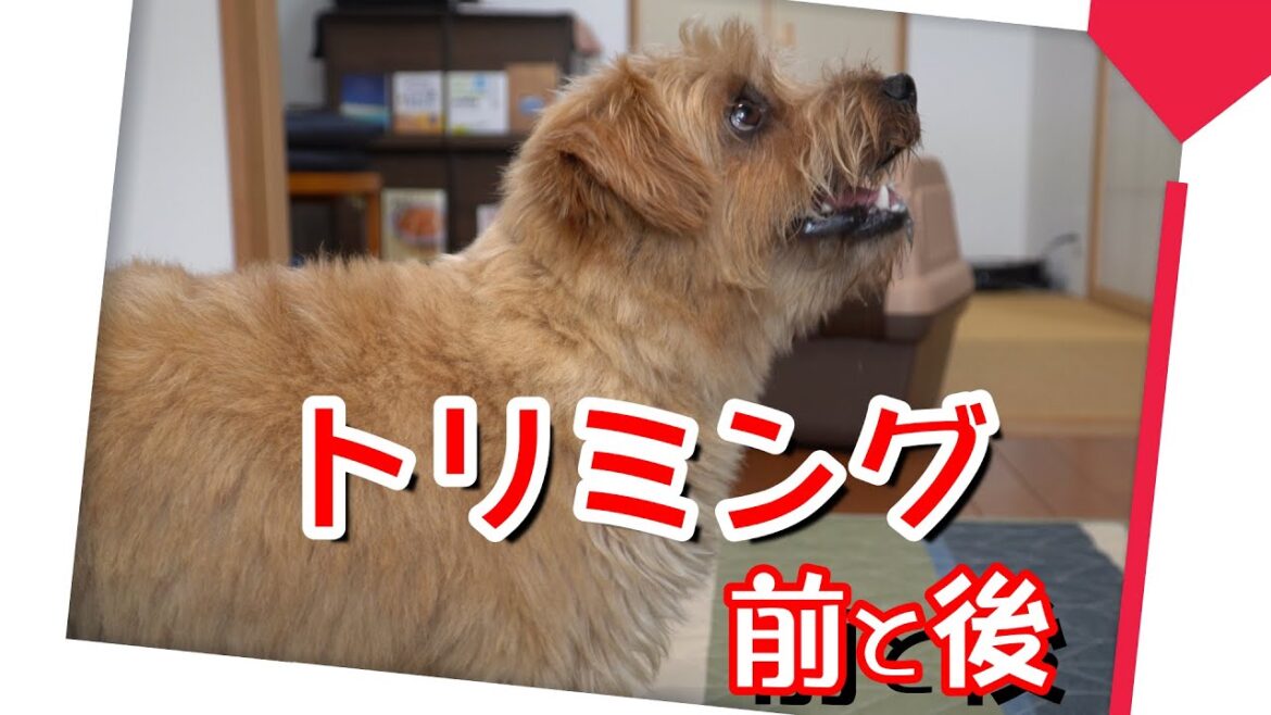 ノーフォークテリア　トリミングで体重は、どれだけ減ったかな