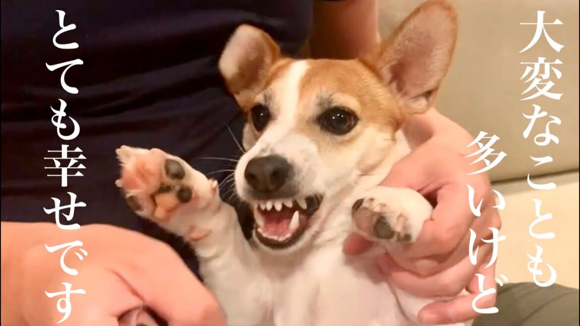 初めてジャックラッセルテリアを飼って大変だったこと【ジャックラッセルテリアのミラ】Mira Jack Russell Terrier