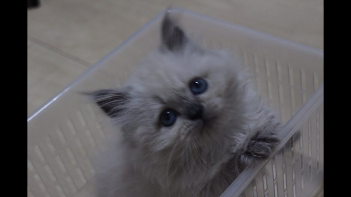 ヒマラヤンの子猫が我が家にやってきました( *´艸｀)