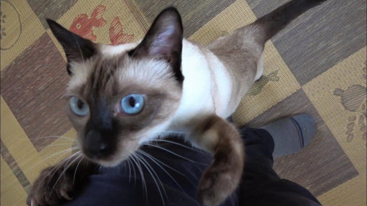 外出しようとする度に、(シャムエ🐈)に追いかけられて抱き付かれる私👨 外出しようとする度に、(シャムエ🐈)に追いかけられて抱き付かれる私👨