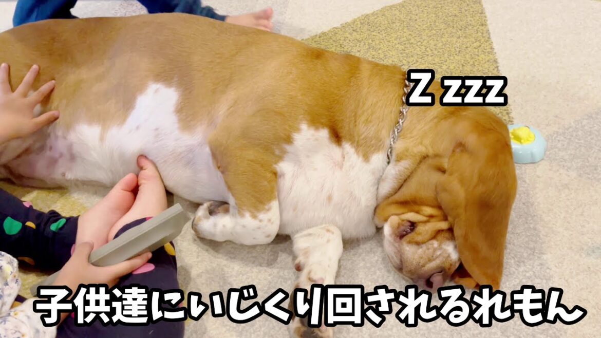 温厚な愛犬バセットハウンドれもんの日常。basset hound dog 温厚な愛犬バセットハウンドれもんの日常。basset hound dog