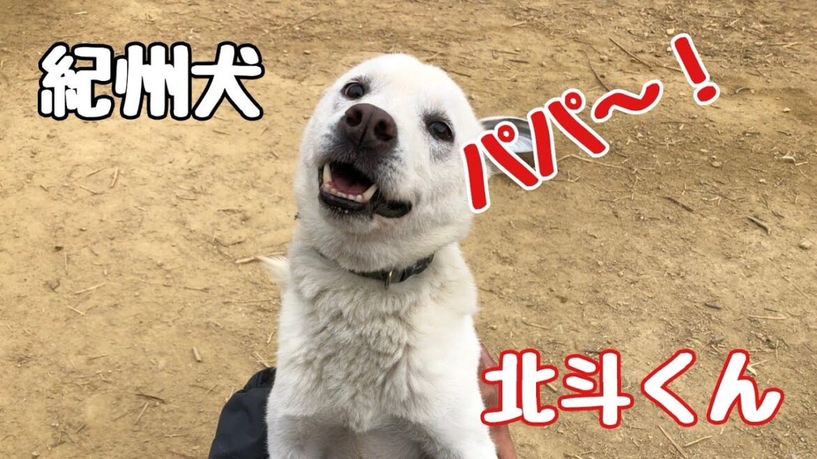 紀州犬 北斗パパへの愛！Dog Rescue A&R