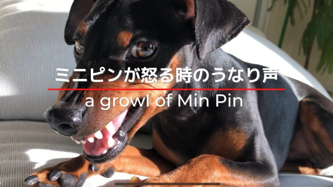 【犬のうなり声】怒ると一瞬で野生に戻り威嚇するミニピン