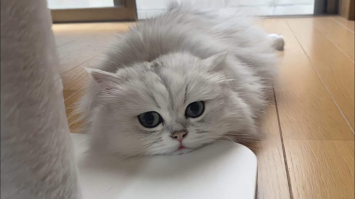 なまけものペルシャ猫のお散歩についていってみた結果...ww