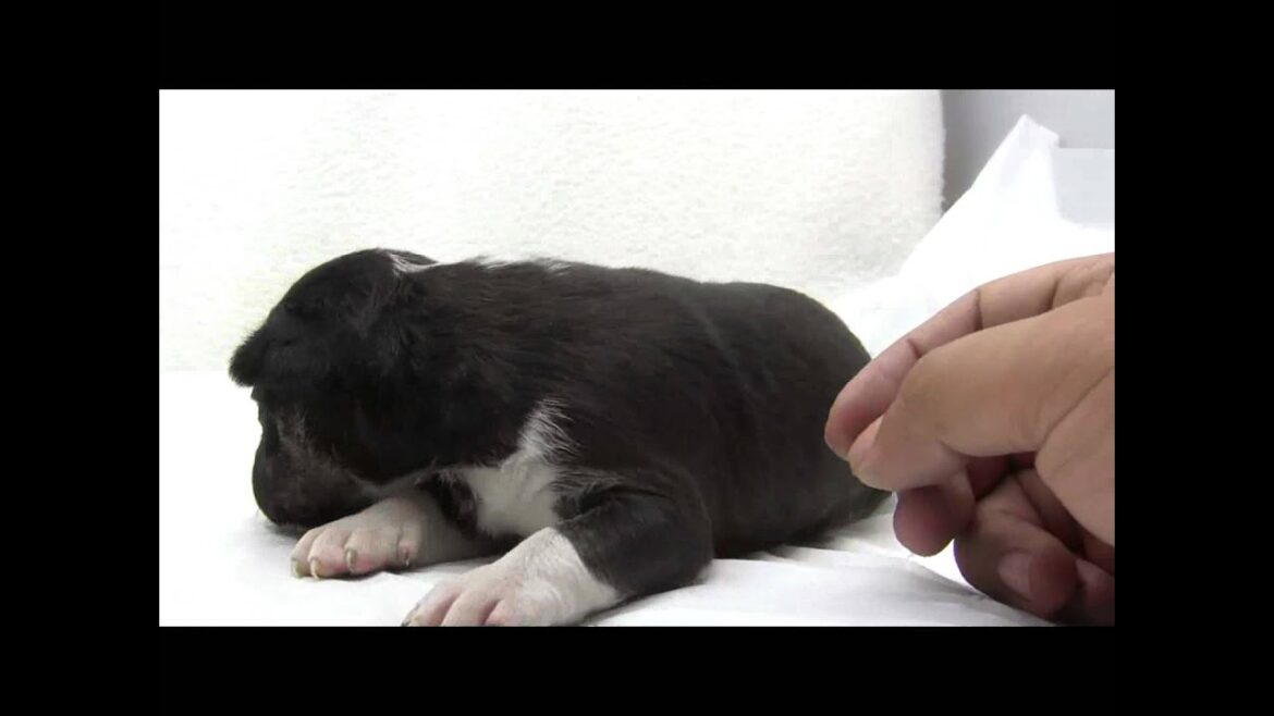 ミニチュアブルテリアの子犬08