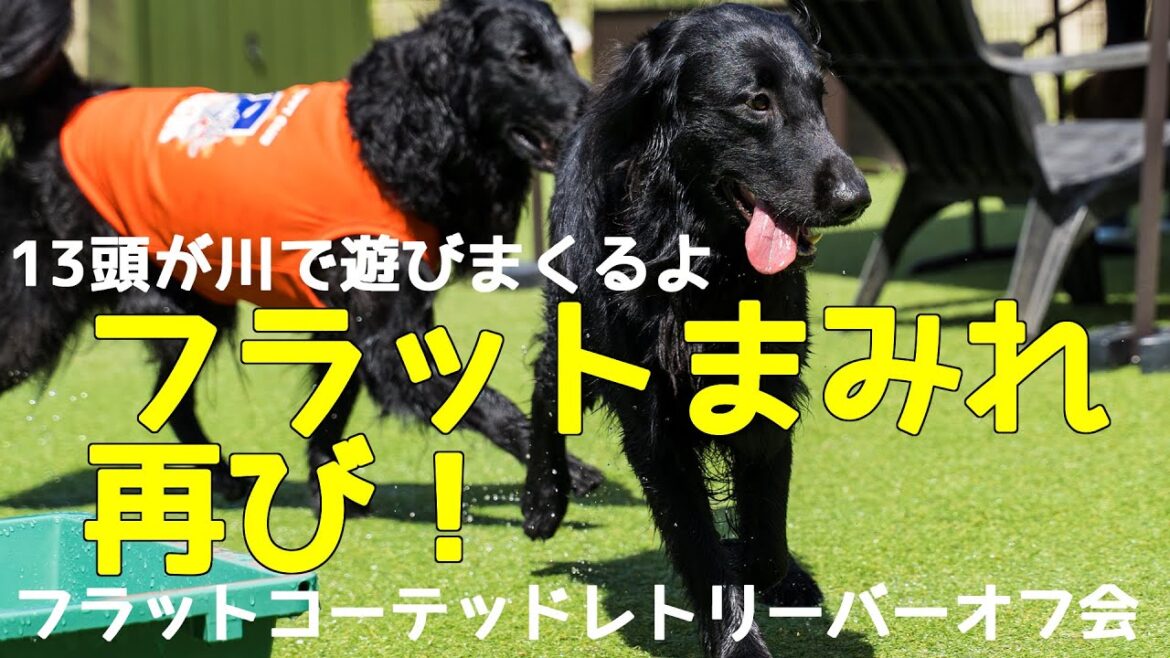 【フラットまみれ再び！】フラットコーテッドレトリーバーのオフ会