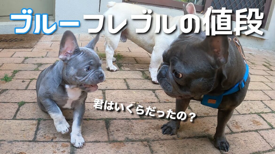 【子犬お迎え時の値段】ブルーフレンチブルドッグっていくら？