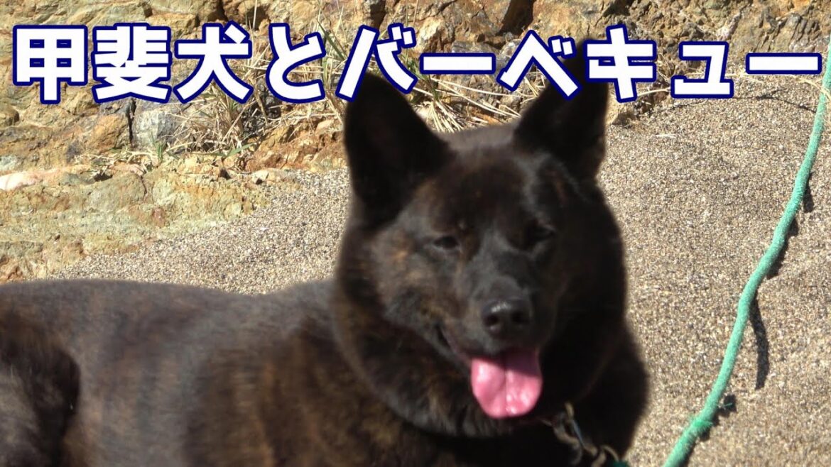甲斐犬と砂浜でバーべキュウ