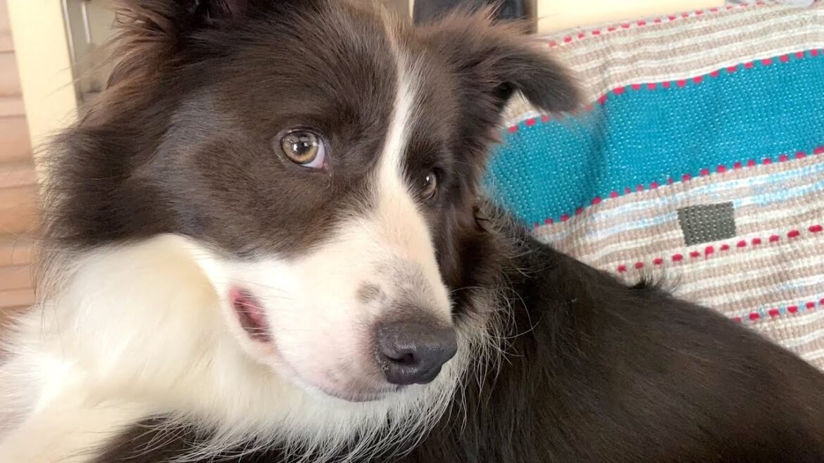 【衝撃】ボーダーコリーはラフコリーより美しくない!?「ボーダーコリーの悩みを解決!」という夢のような本を借りてみたら内容が深過ぎた…!!! 【衝撃】ボーダーコリーはラフコリーより美しくない!?「ボーダーコリーの悩みを解決!」という夢のような本を借りてみたら内容が深過ぎた...!!!