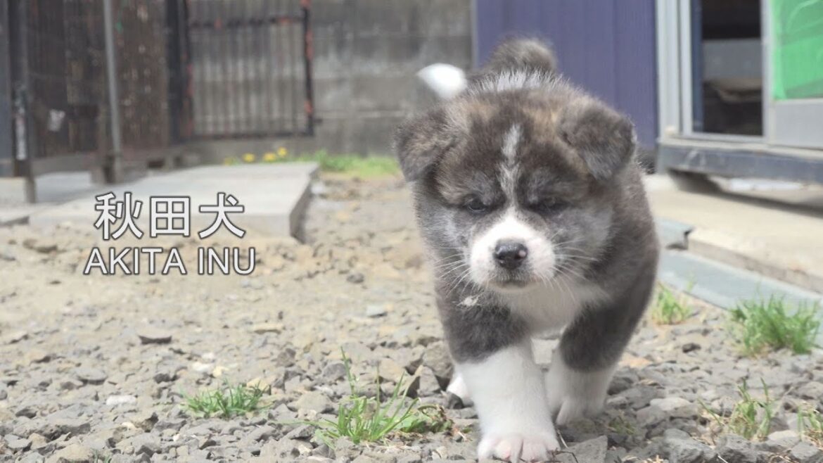 もふもふ秋田犬の赤ちゃん　小さな小さな大冒険