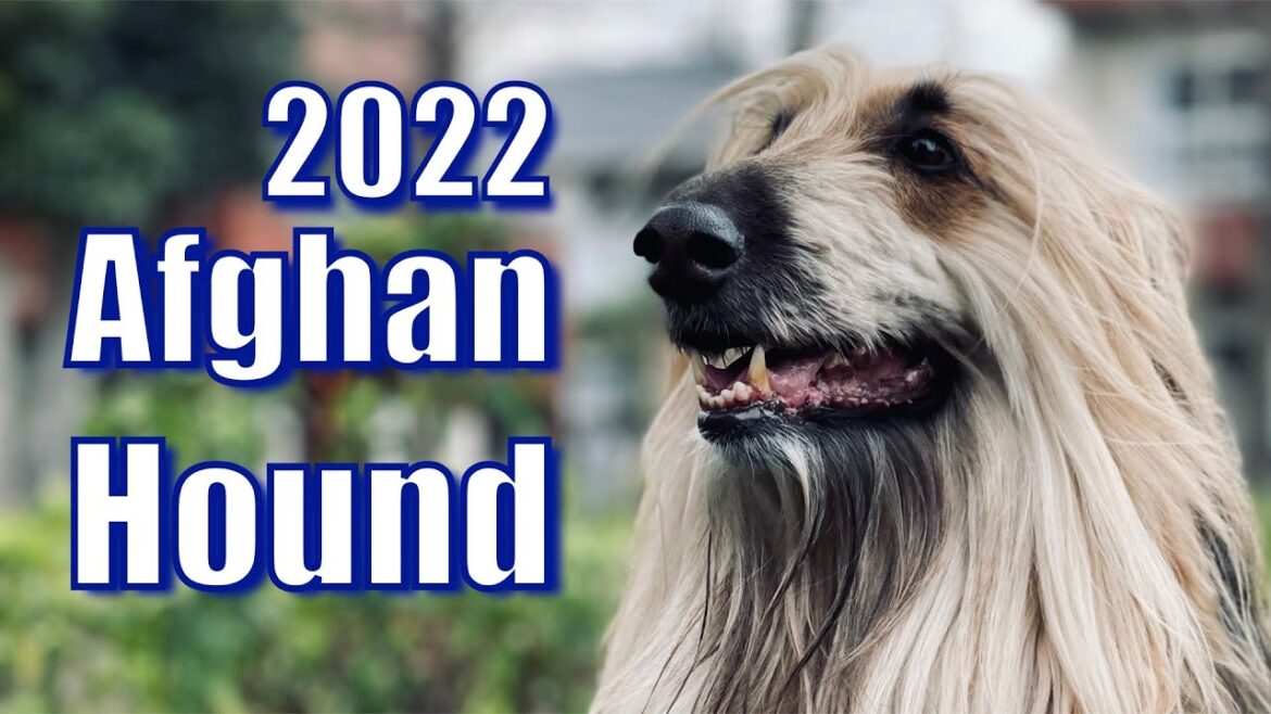【アフガンハウンドドッグ】ノアの方舟に乗った犬とファンキーな飼い主様【2022】
