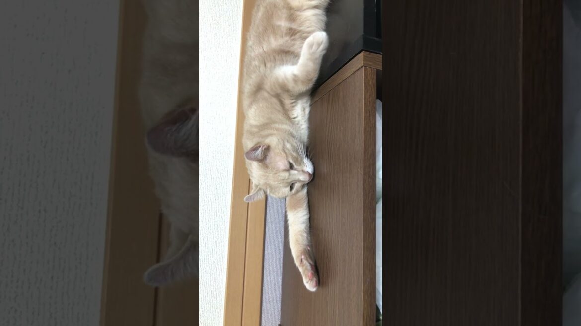 【アメリカンカール】おやすみ　#Shorts　#猫