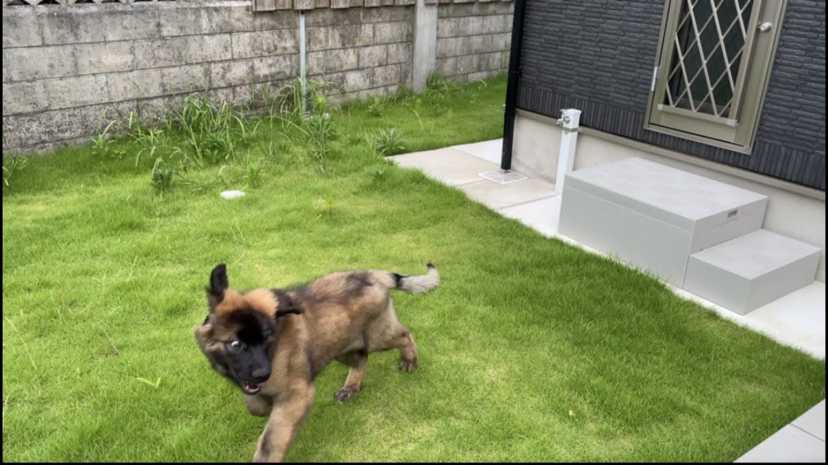 【超大型犬】　我が家にボーズがやってきた２　Leonberger　レオンベルガー