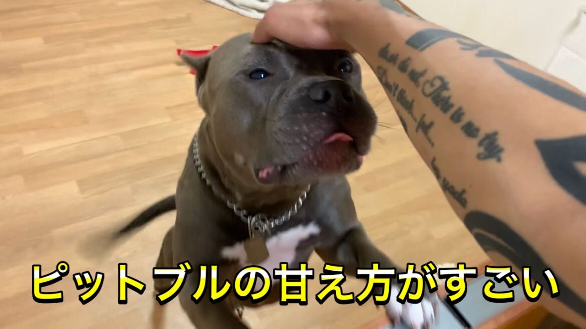 【ピットブル】闘犬ピットブルの甘え方が闘犬すぎた 【ピットブル】闘犬ピットブルの甘え方が闘犬すぎた