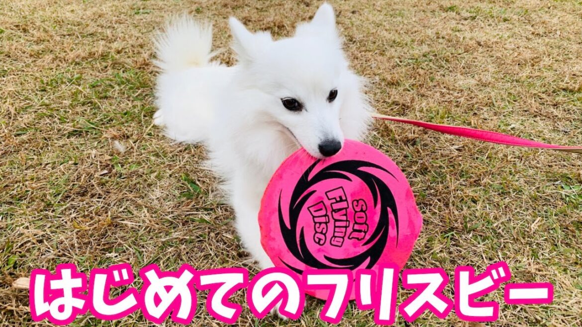 フリスビー犬になれるかな？はじめてフライングディスクで遊ぶ日本スピッツちぃ。