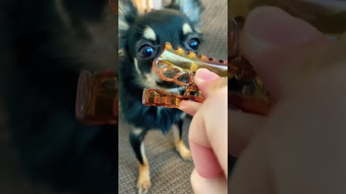 かわいい犬|ロングコートチワワのウルくん【クリップに降参する犬】