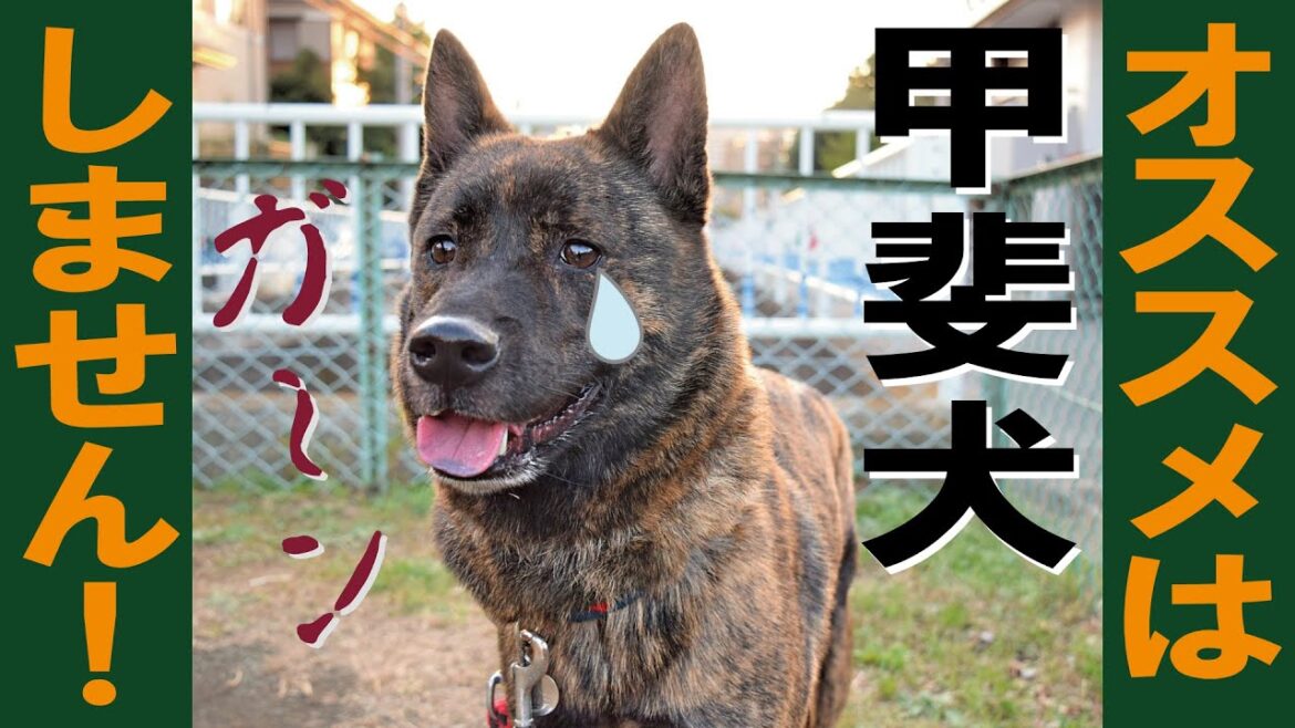 甲斐犬は素晴らしいけれどオススメはしません=!【甲斐犬・柴犬】 甲斐犬は素晴らしいけれどオススメはしません=!【甲斐犬・柴犬】