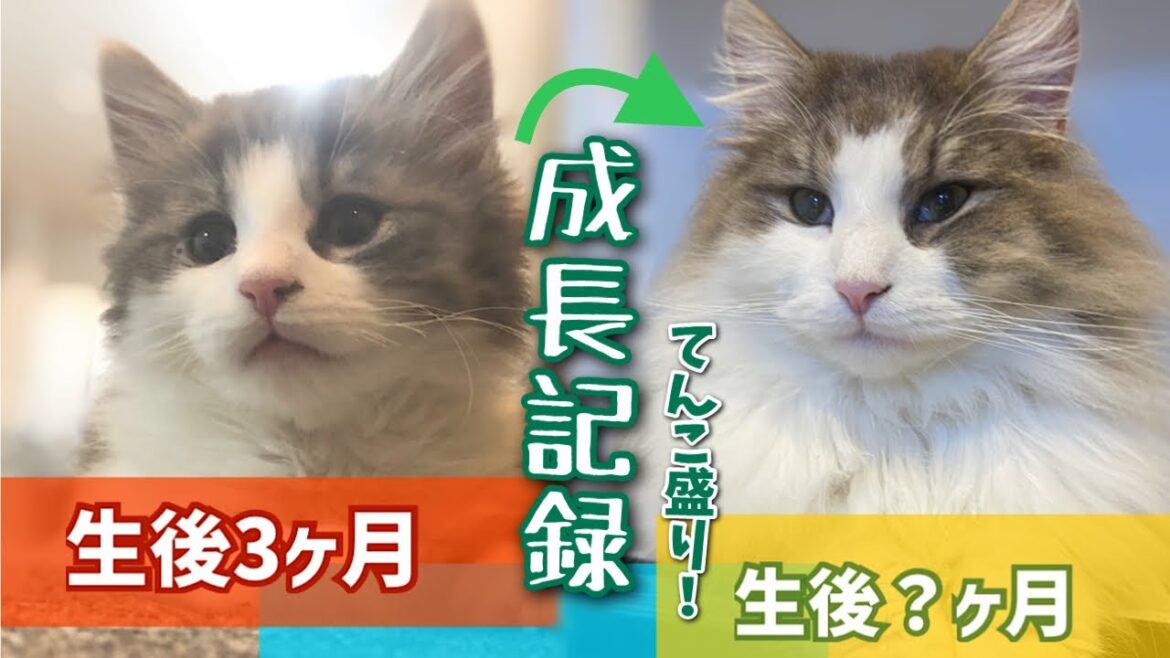 長毛猫の成長記録❗️変化が凄い【ノルウェージャンフォレストキャット】
