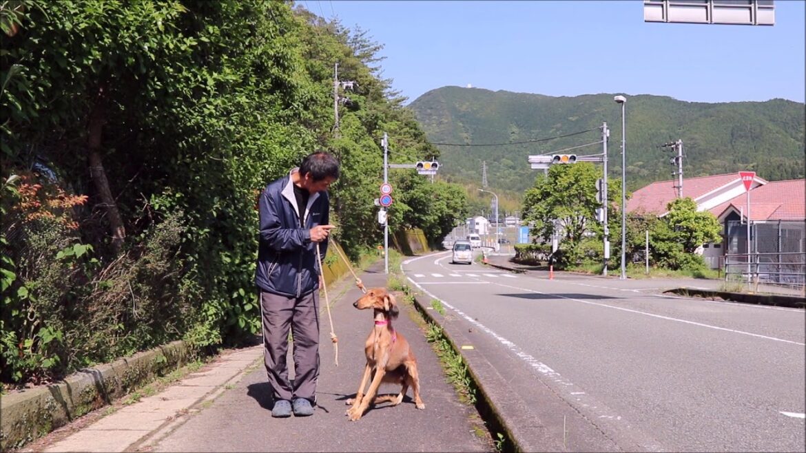 サルーキ入舎3日目しつけ訓練スタート！
