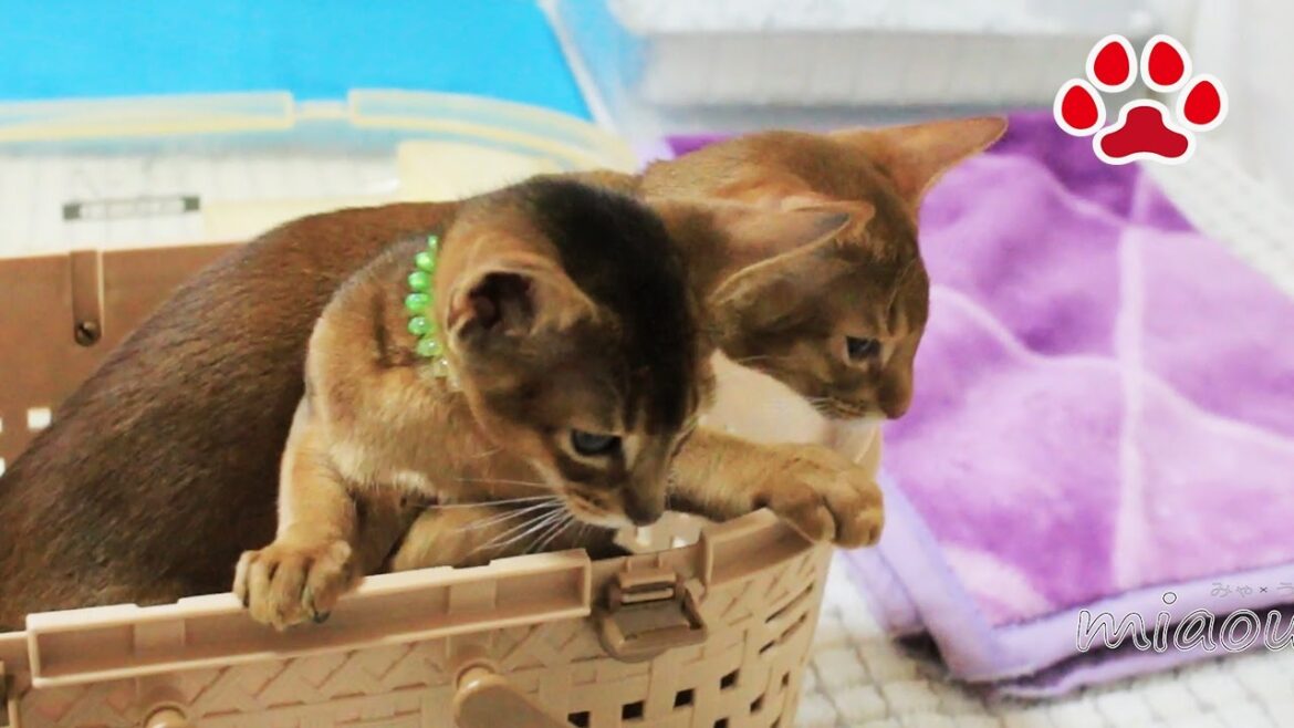 仔猫部屋にアビシニアン兄弟がやってきた【瀬戸の猫部屋日記】Abyssinian brother's came to the kitten's room