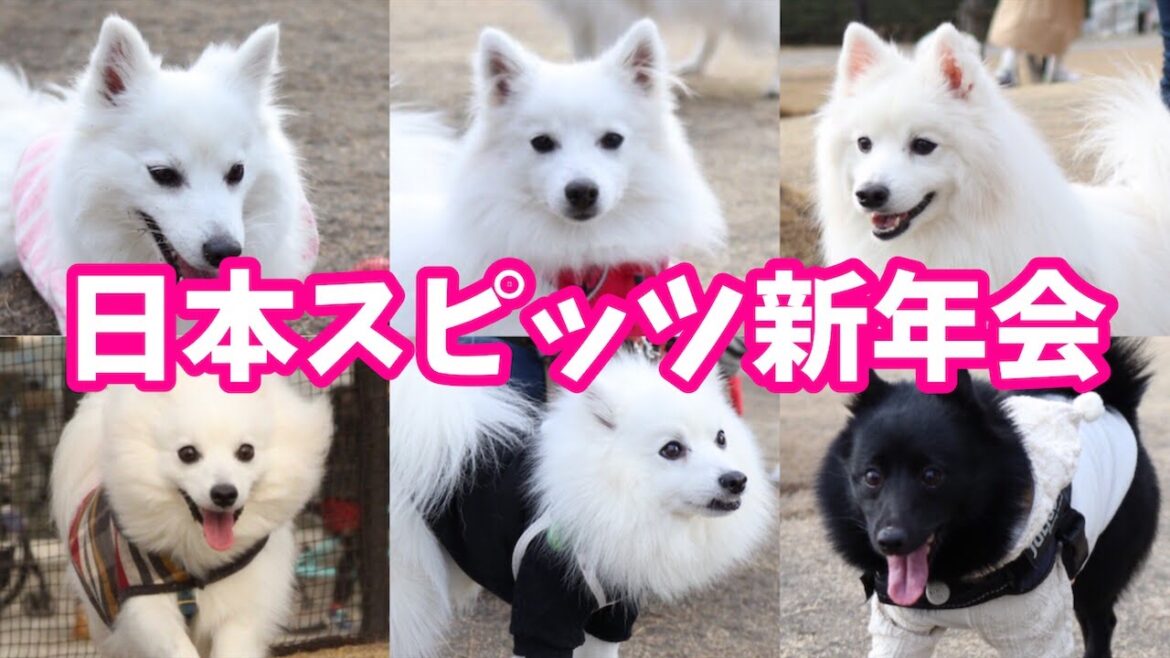 【犬のオフ会🐶】日本スピッツだらけの新年会 / Japanese Spitz Gathering