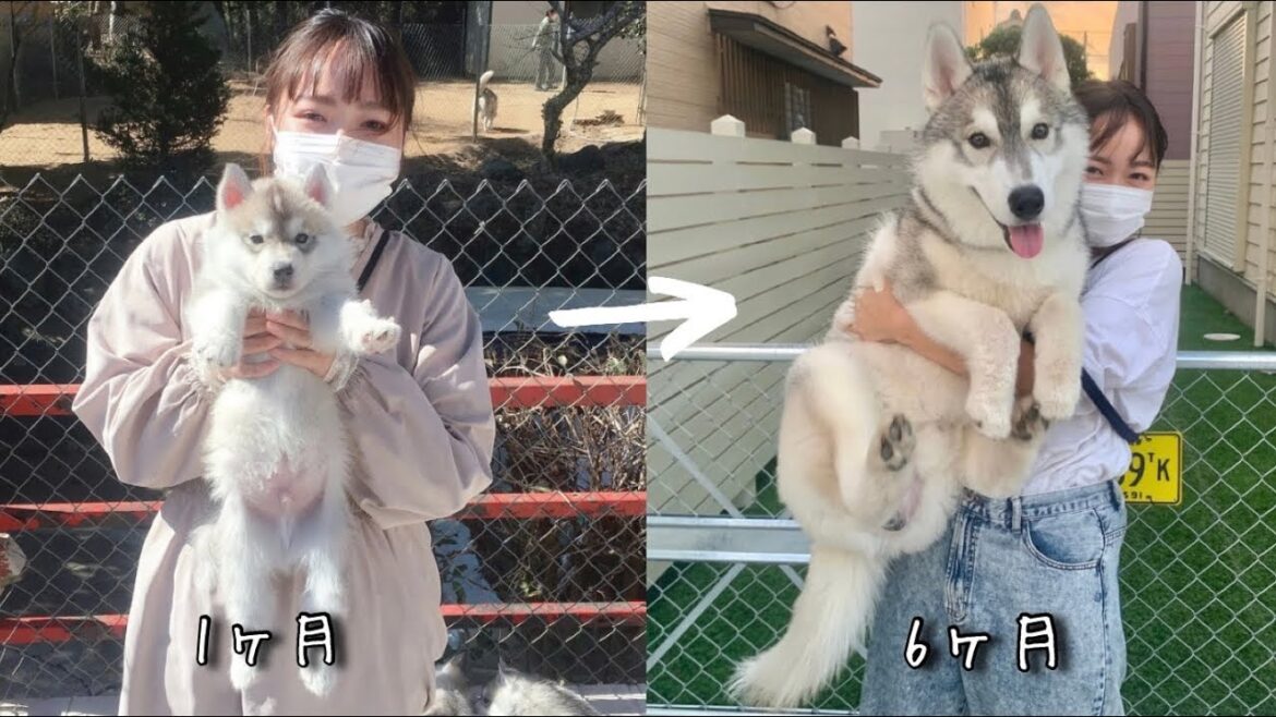 【ハスキー犬】小さかった子犬がこんなにも大きく成長しました　シベリアンハスキー、フィンの成長記録