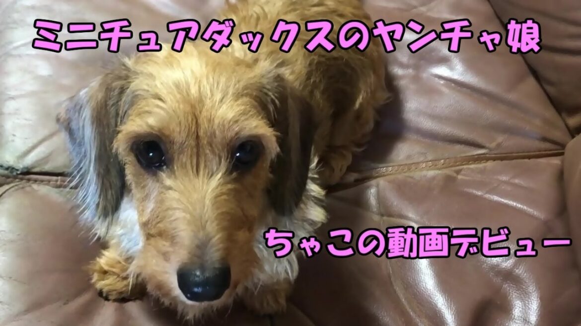 ミニチュアダックス ワイヤー「ちゃこ」の動画デビュー♪ Miniature Dachshund Wire Video Debuts ♪