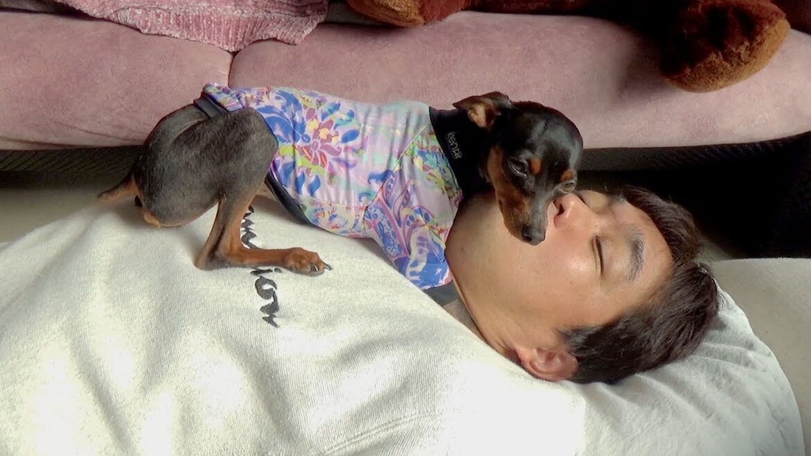 飼い主に深い愛情をみせる犬【ミニピン】