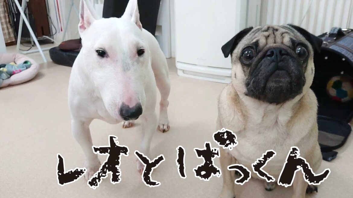 レオとぱっくん　🐶ひみつきちなう！①🐶 ミニチュアブルテリア パグ 2022年10月9日