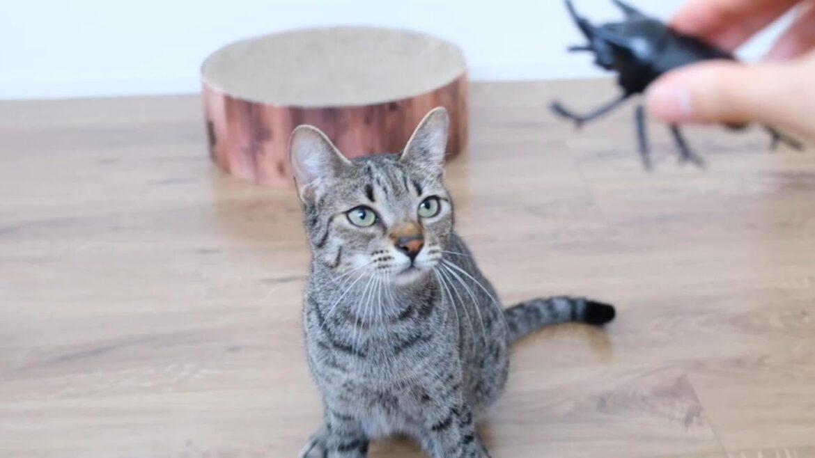 はじめて見たカブトムシにビックリするパウロ【エジプシャンマウ】A cat is suprised by a beetle.