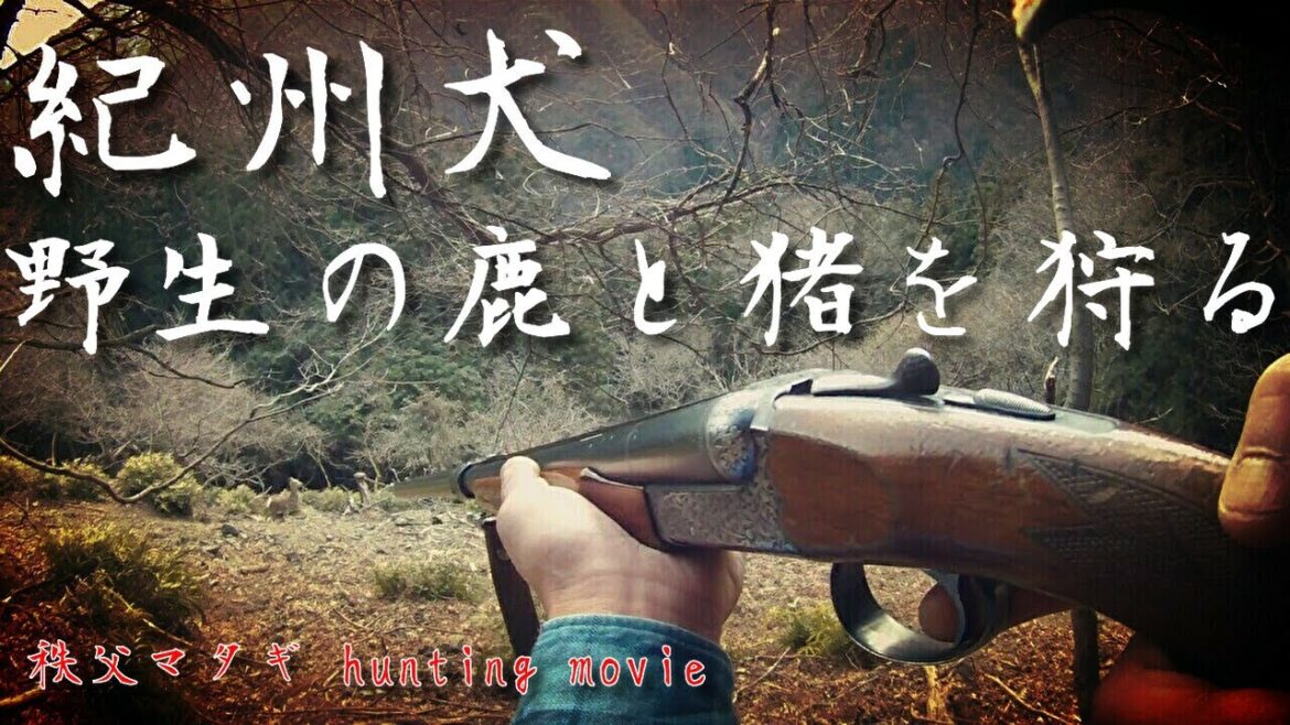 【狩猟】 紀州犬で野生の鹿を射る瞬間！ ２銃１狗  hunting movie