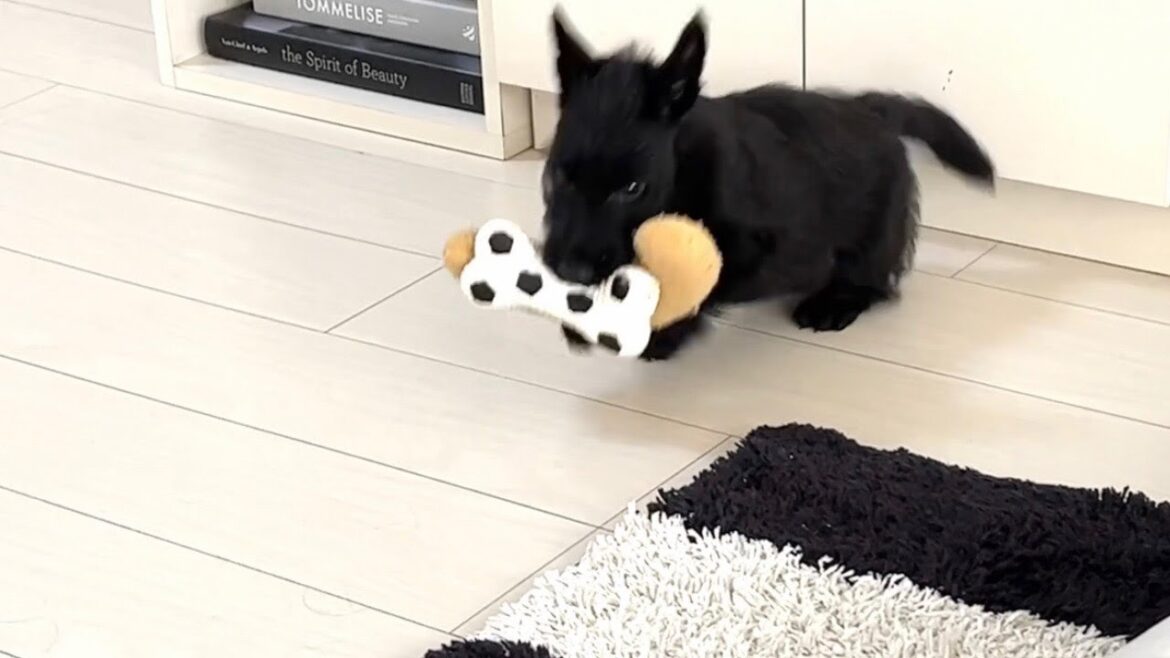 我が家のチビ二刀流！スコティッシュテリアの子犬ファラ