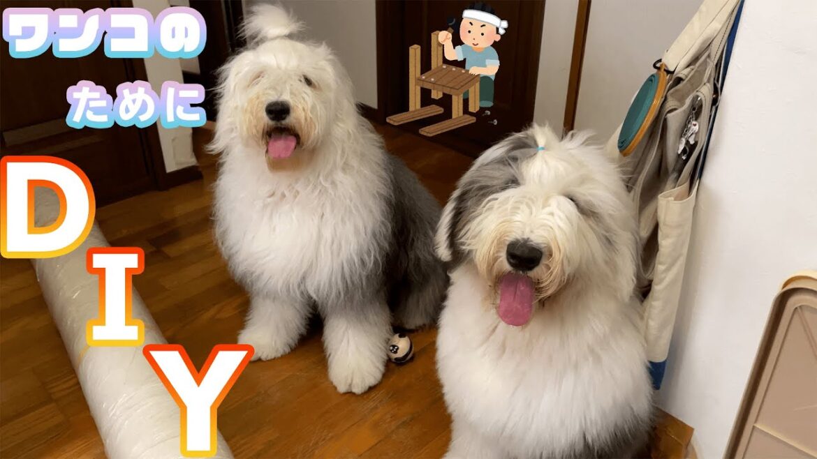 【DIY】犬のためのDIY🐶オハナとパトラのために犬用クッションフロアを敷きました❗️滑らずにワンプロできます✌️オールドイングリッシュシープドッグ🐼 Old English Sheepdog🐼