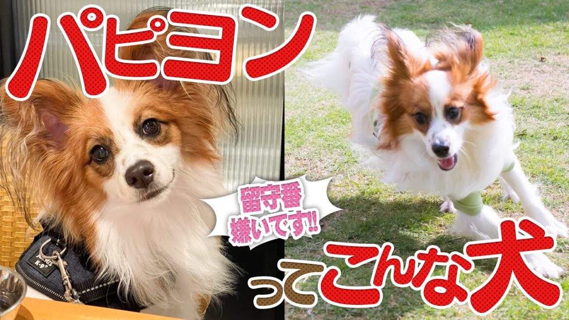 【犬種紹介】パピヨンってこんな犬です【子犬から成犬まで】