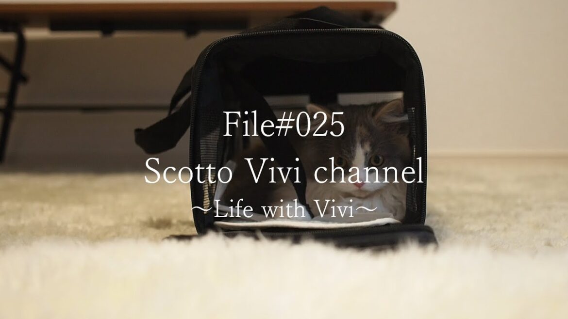 File#025～長毛スコティッシュフォールドが家に来てから1か月後～Life with cat