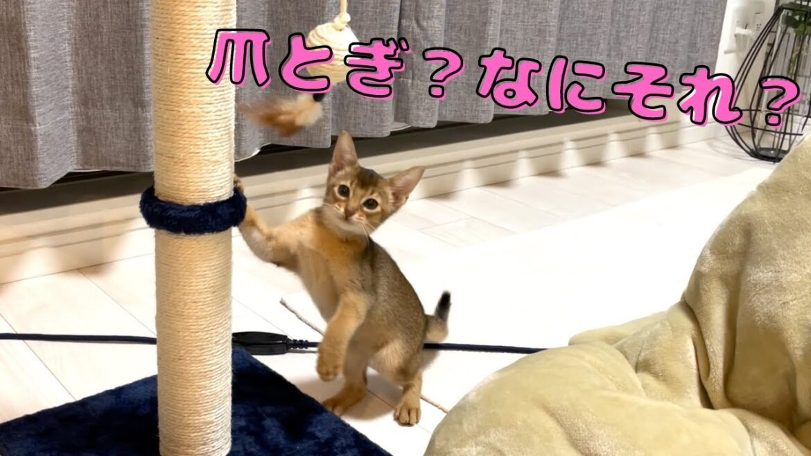 イタズラが過ぎる子猫に爪とぎを教えてみた | アビシニアンの子猫アビー