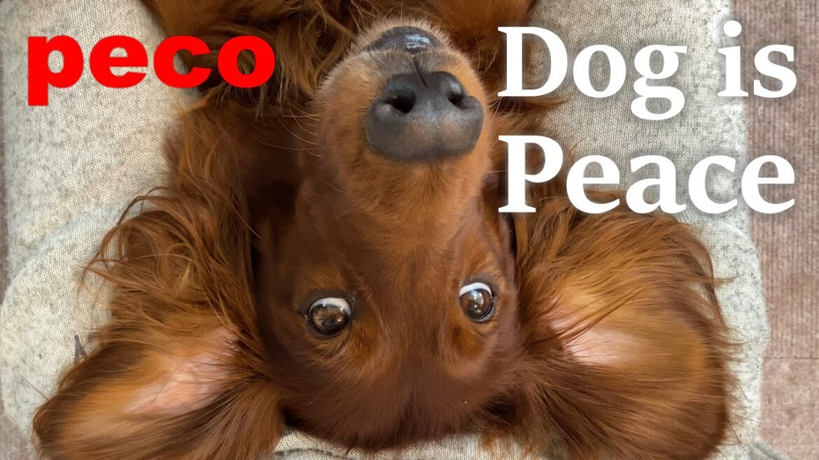 Dog  is  Peace（peco）　アイリッシュセター（アイリッシュセッター）Irish Setor（Irish Setter）