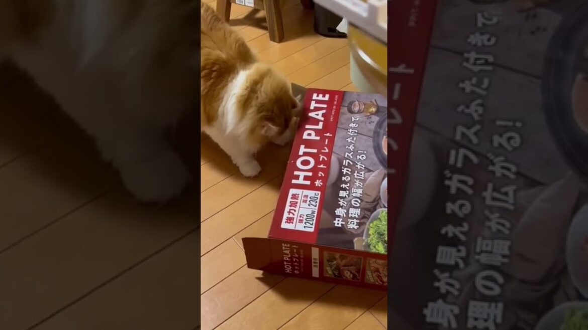 【ｱﾒﾘｶﾝｶｰﾙmocca】箱に入りたい猫！ｗ #shorts  #猫 #アメリカンカール #cat