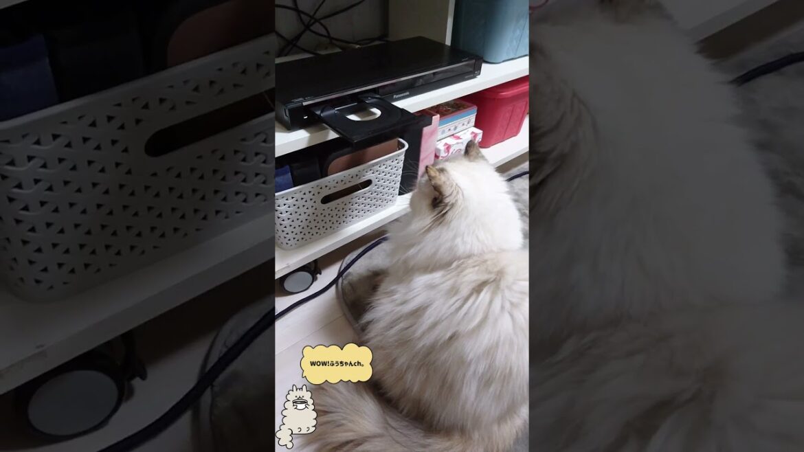 【ヒマラヤンの怒り】 〜昨日の敵は今日の友〜recorder vs cat(fuu)