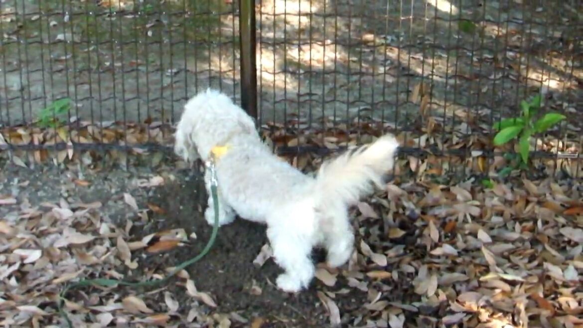 ボール取ってぇ２　dandie  dinmont  terrier
