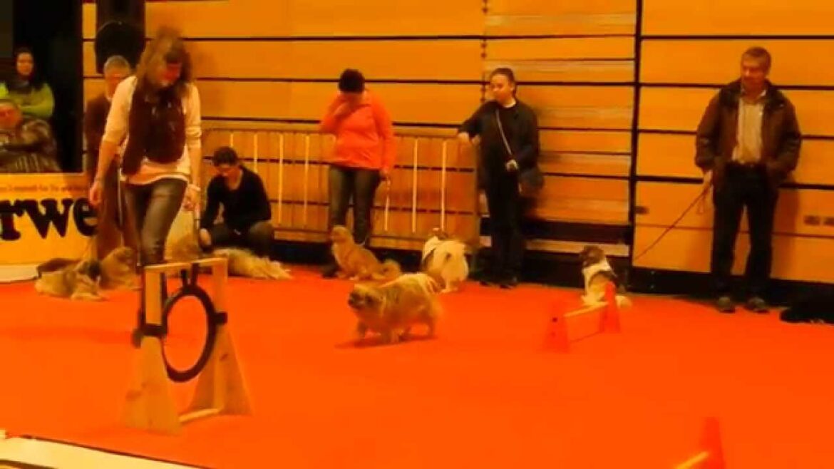 チベタンスパニエルのプレゼンテーション　Presentation of Tibetan Spaniel