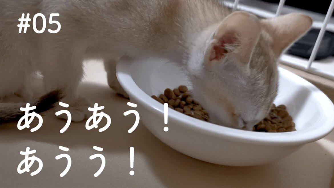 うれしくて鳴きながらごはんを食べる子猫【シンガプーラ】