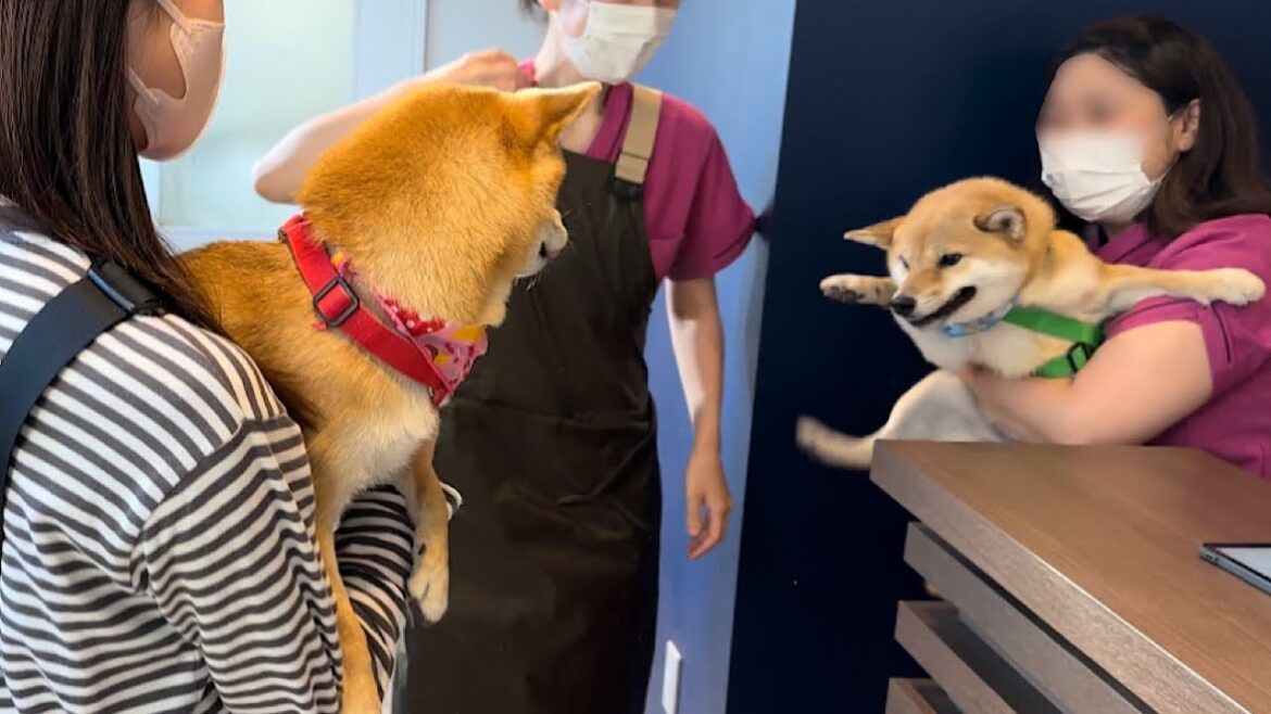 半日離れただけなのに数年振りかのような感動の再会をしてくれる柴犬が可愛い 半日離れただけなのに数年振りかのような感動の再会をしてくれる柴犬が可愛い